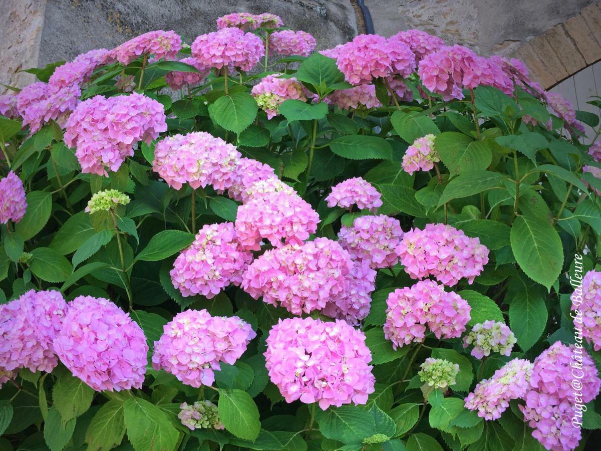 Chateau De Balleure Etrigny 外观 照片