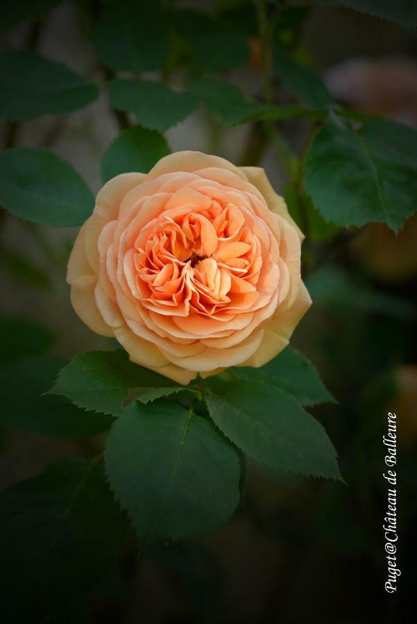 Chateau De Balleure Etrigny 外观 照片